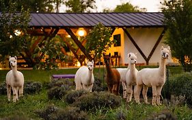 The Tribe Alpaca Retreat