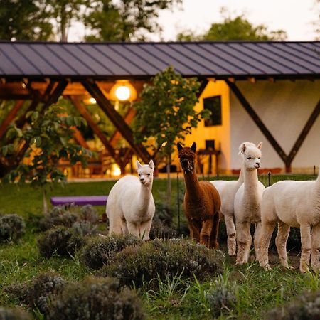 The Tribe Alpaca Retreat Hotel Branesti Exterior photo