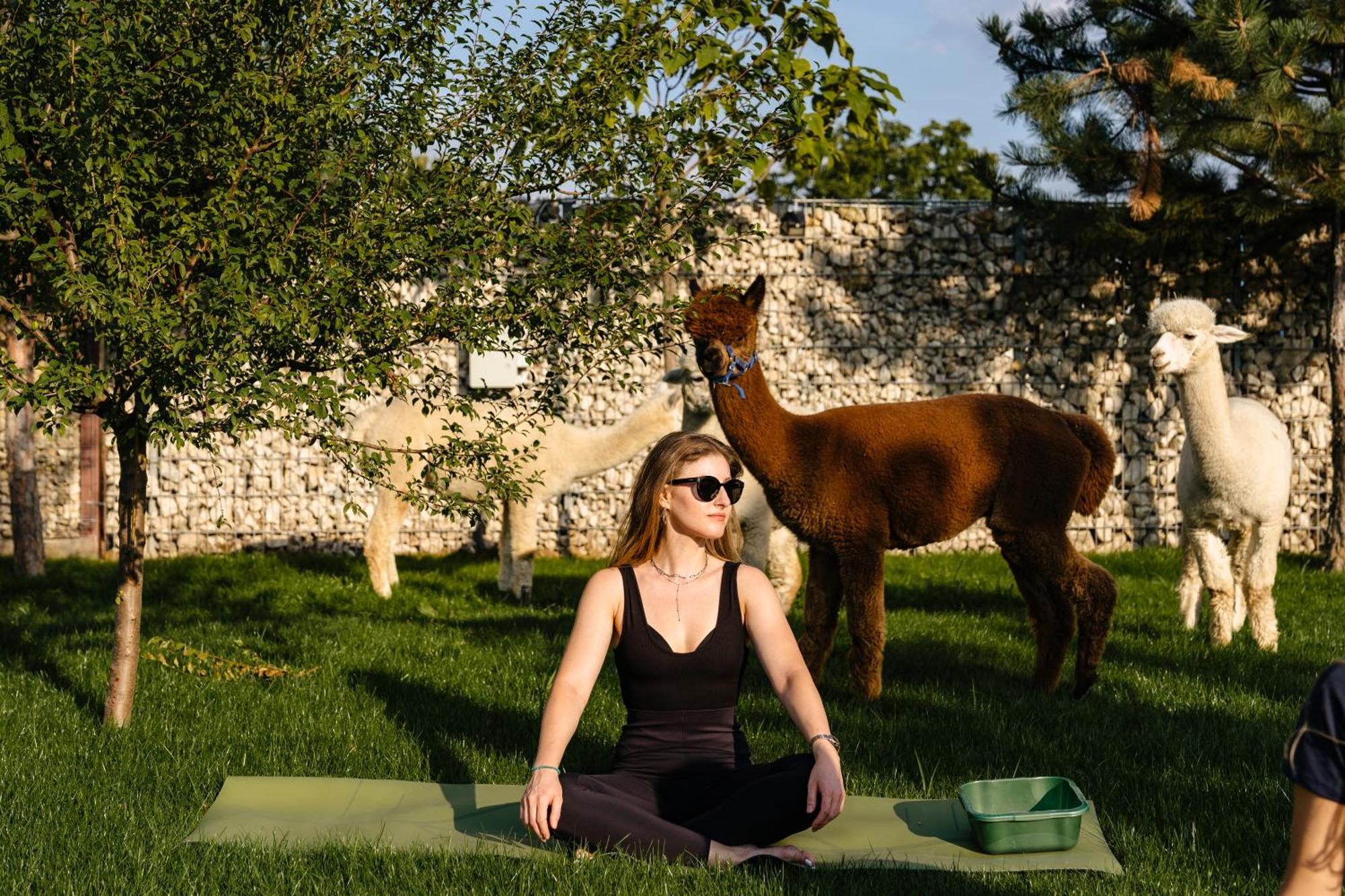 The Tribe Alpaca Retreat Hotel Branesti Exterior photo