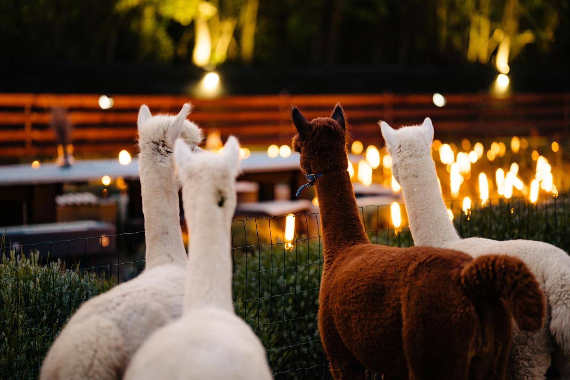 The Tribe Alpaca Retreat Hotel Branesti Exterior photo