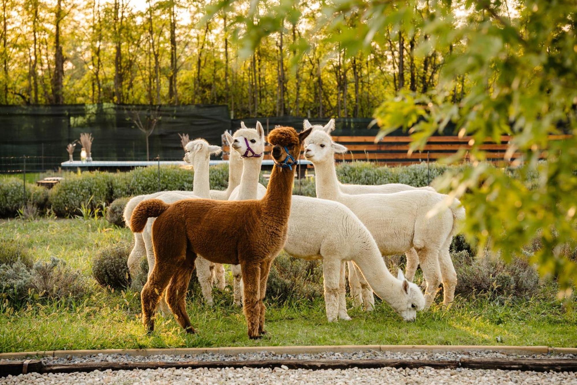 The Tribe Alpaca Retreat Hotel Branesti Exterior photo