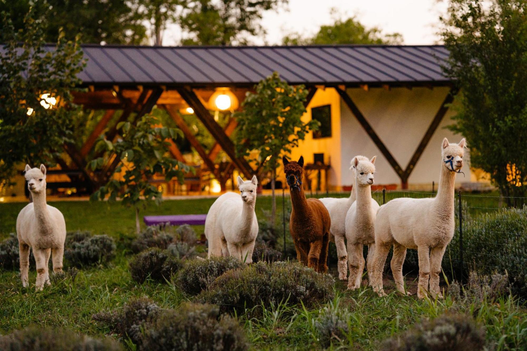 The Tribe Alpaca Retreat Hotel Branesti Exterior photo
